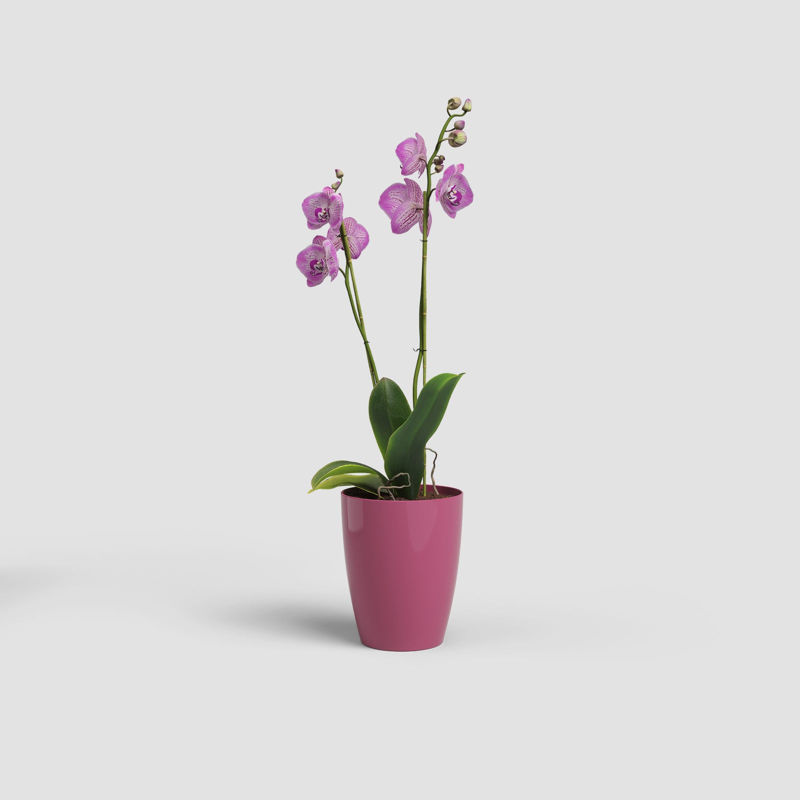 Fiji Orchid Pot
