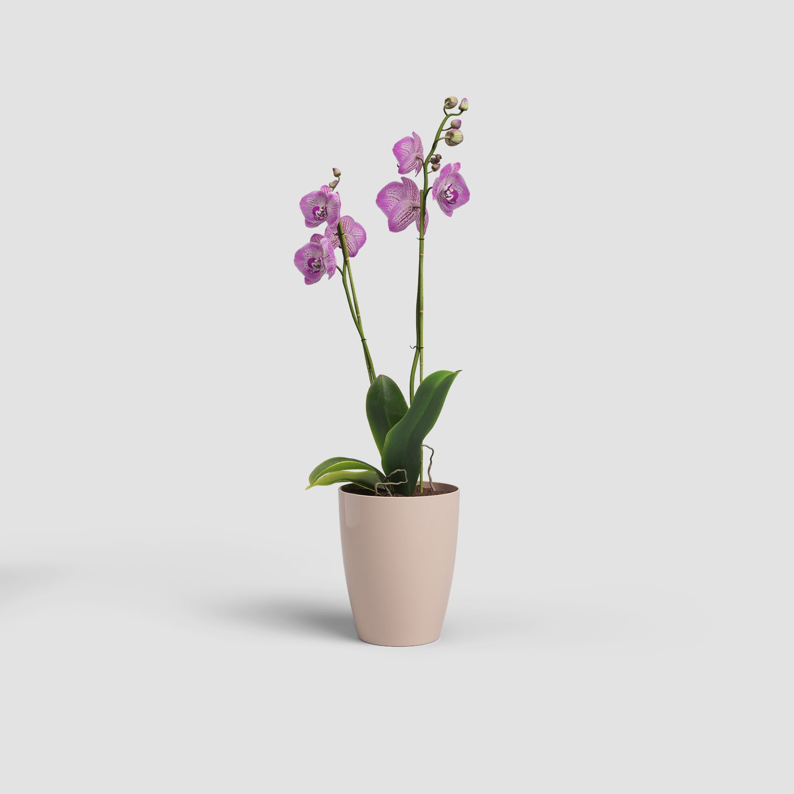 Fiji Orchid Pot