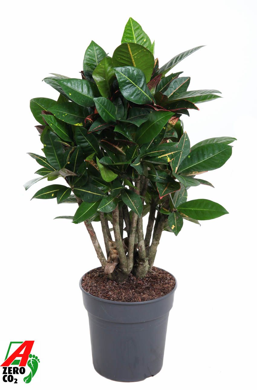 Wunderstrauch - Codiaeum Petra Verzweigt