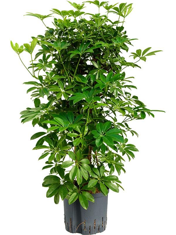 Strahlenaralie - Schefflera Arboricola