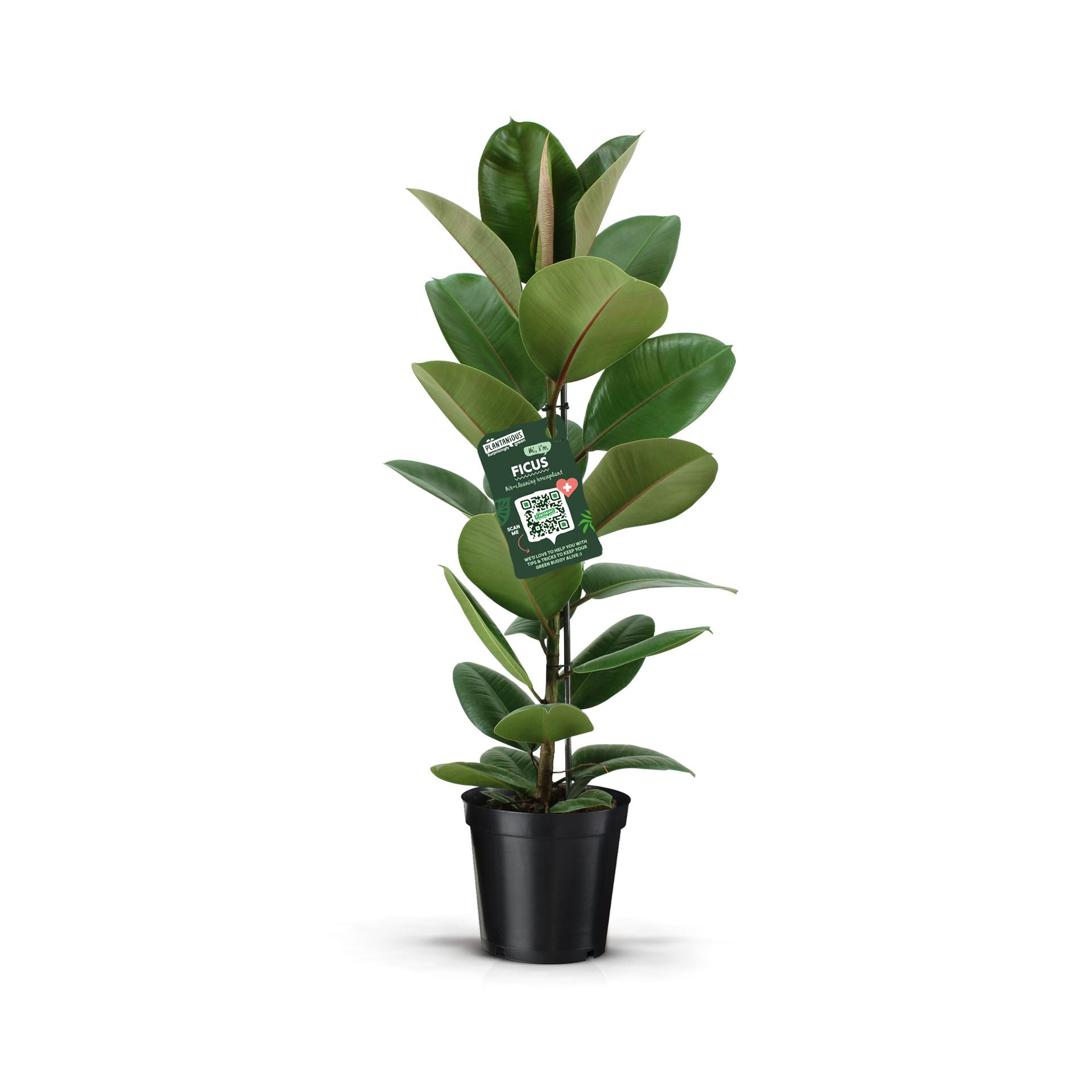 Gummibaum - Ficus Elastica Robusta