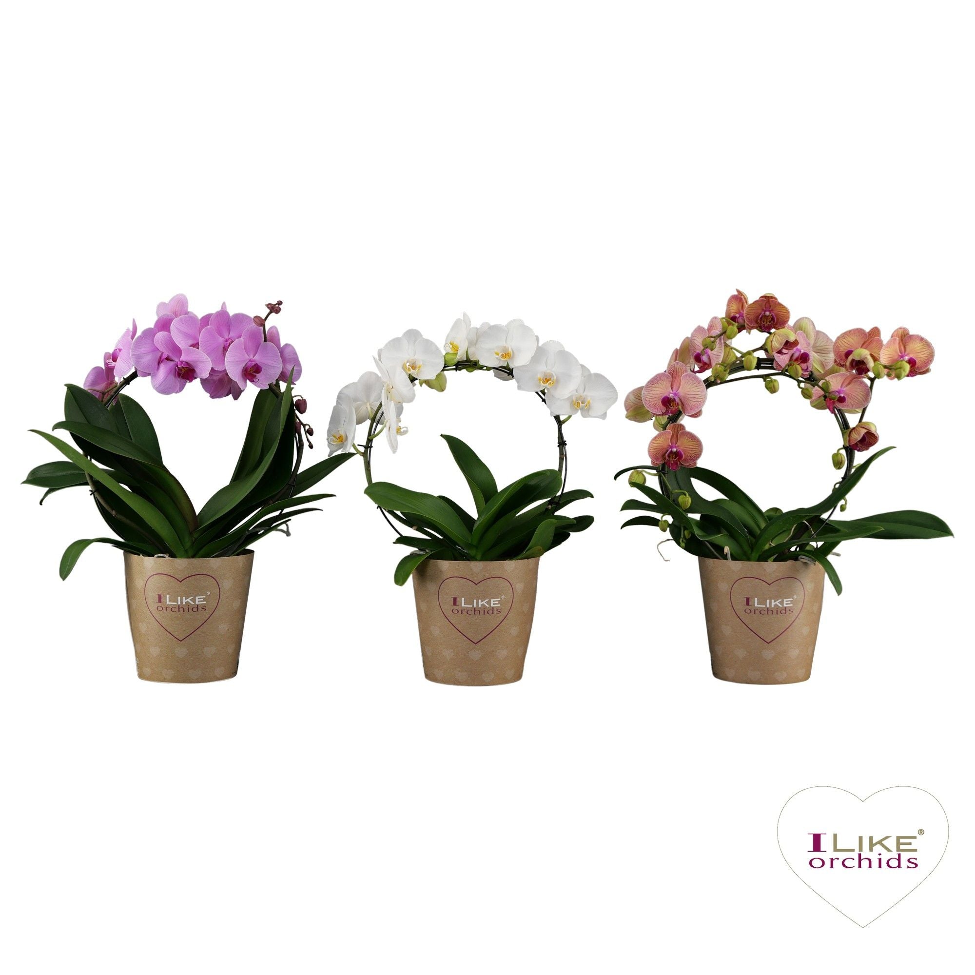 Schmetterlingsorchidee - Phalaenopsis ( Orchid ) Duetto Bogen Mix
