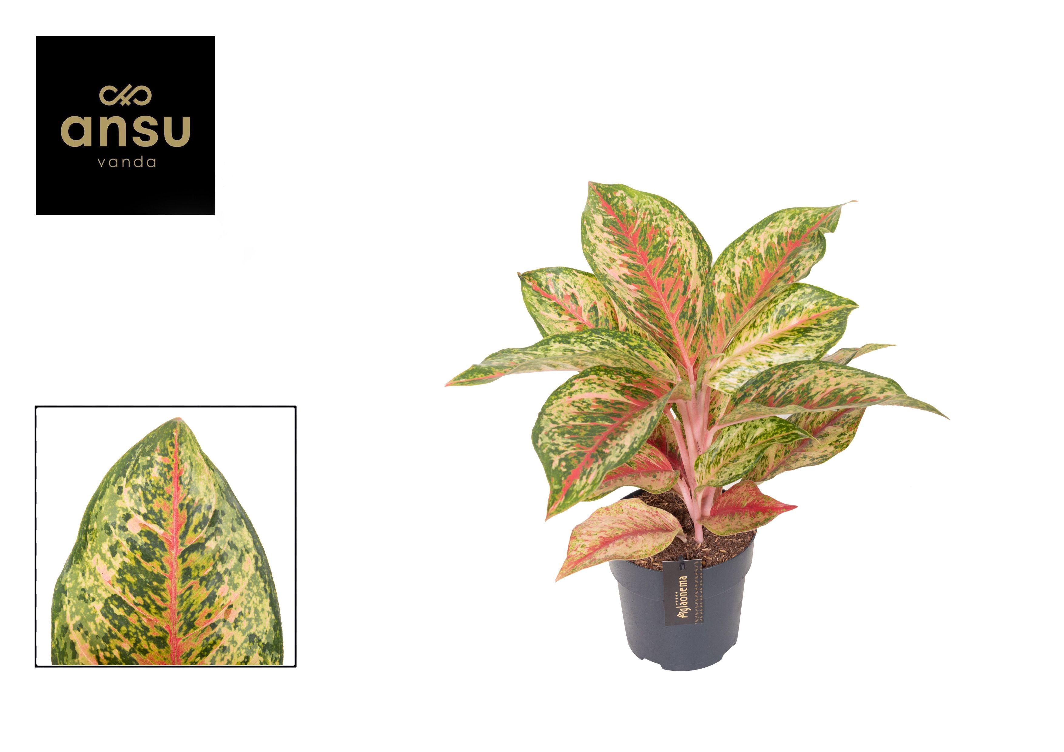 Kolbenfaden - Aglaonema Carnival Queen