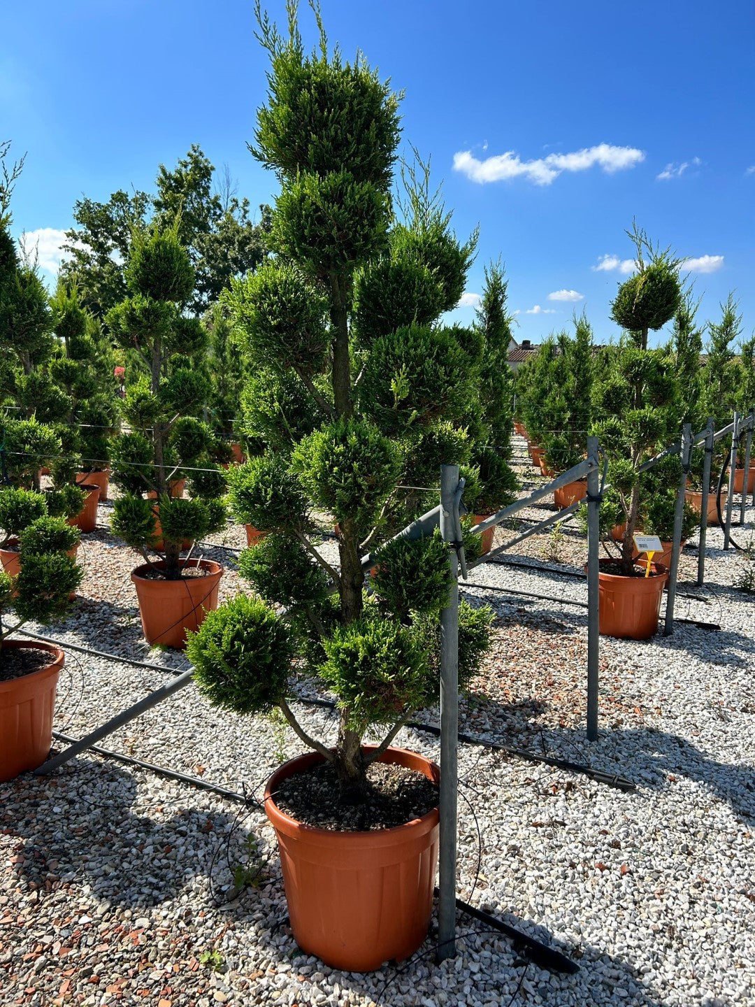 Cuprocyparis Leylandii ‘Castlewellan Gold’