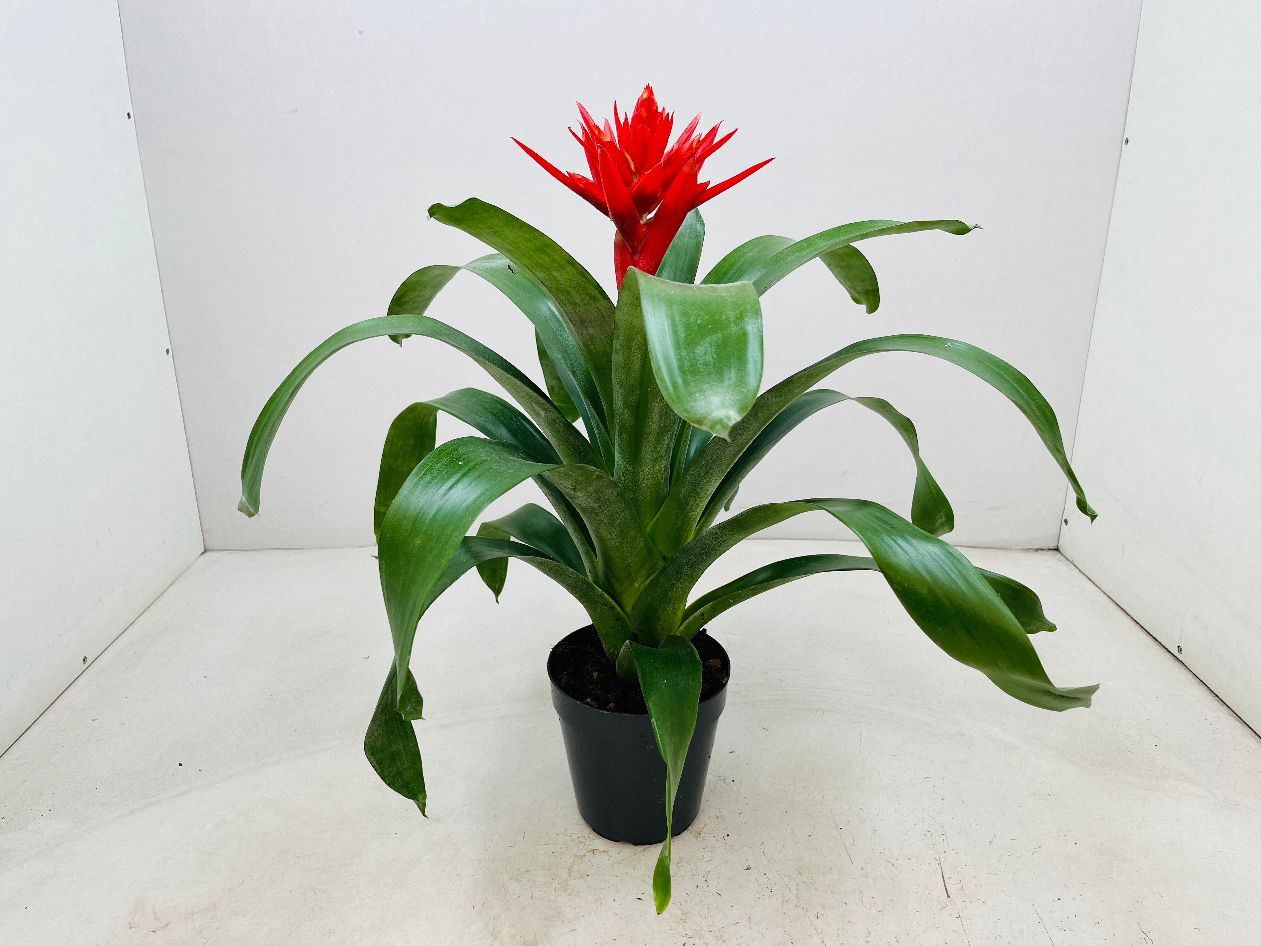 Lanzenrosette - Aechmea Elegant Red