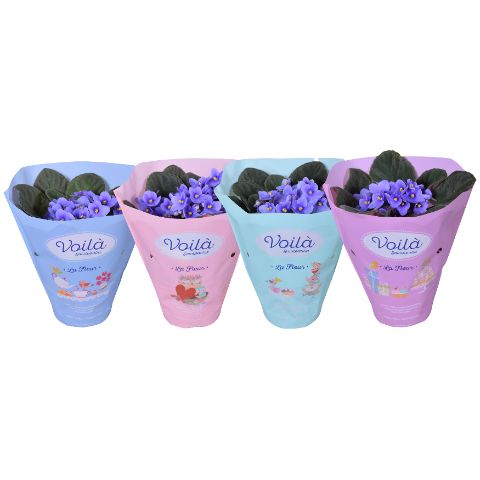 Saintpaulia Voila Blue