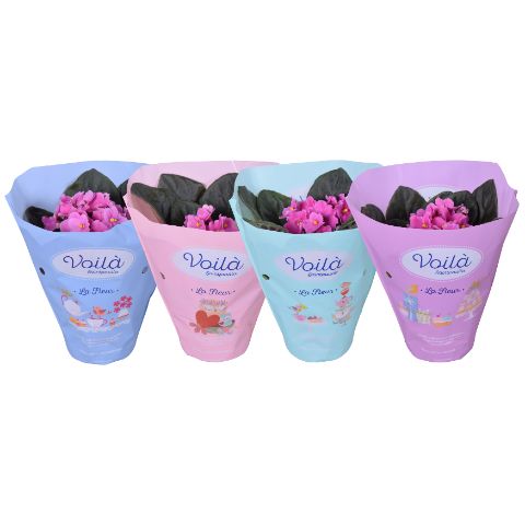 Saintpaulia Voila Rosa