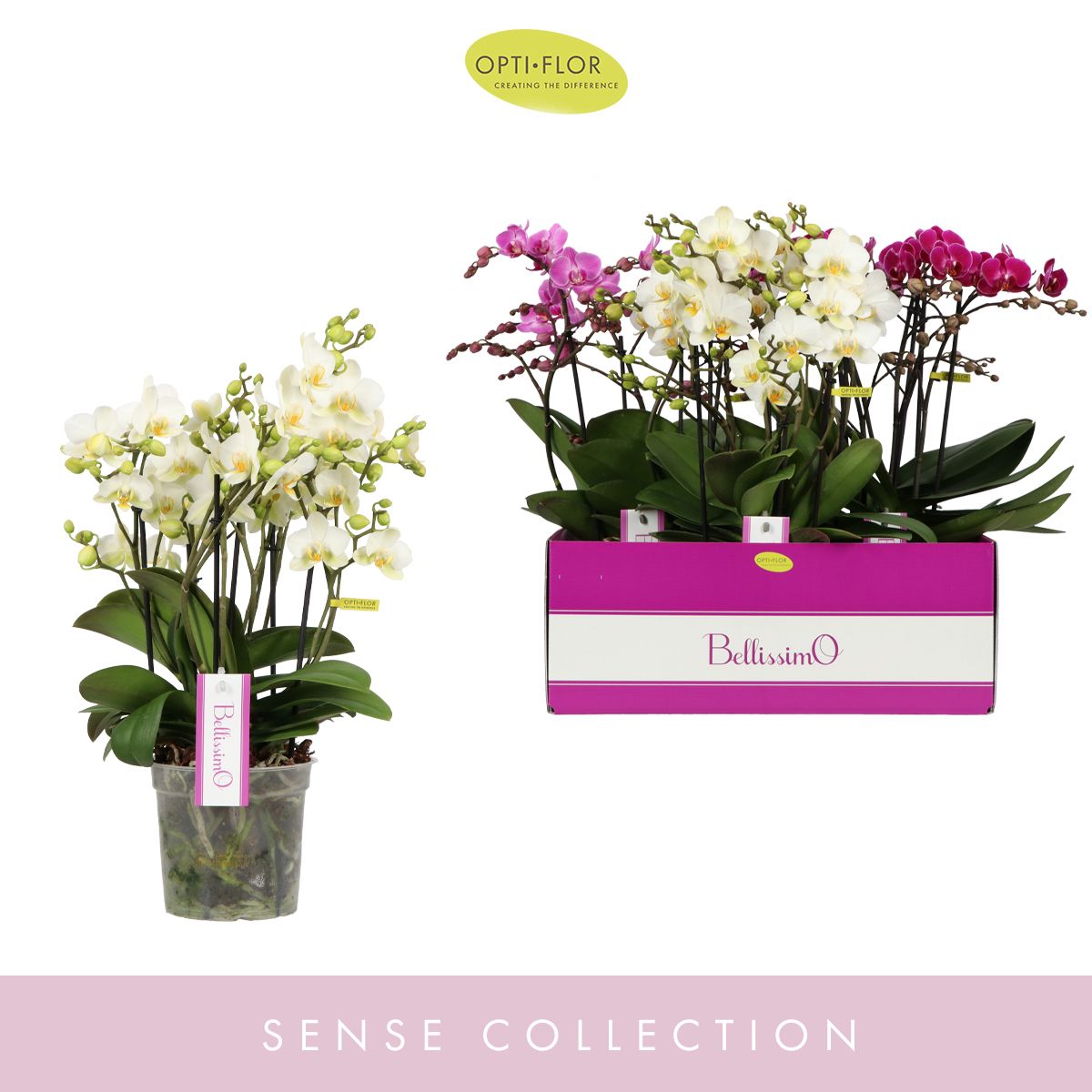 Schmetterlingsorchidee - Phalaenopsis ( Orchid ) Bellisimo Mix 4