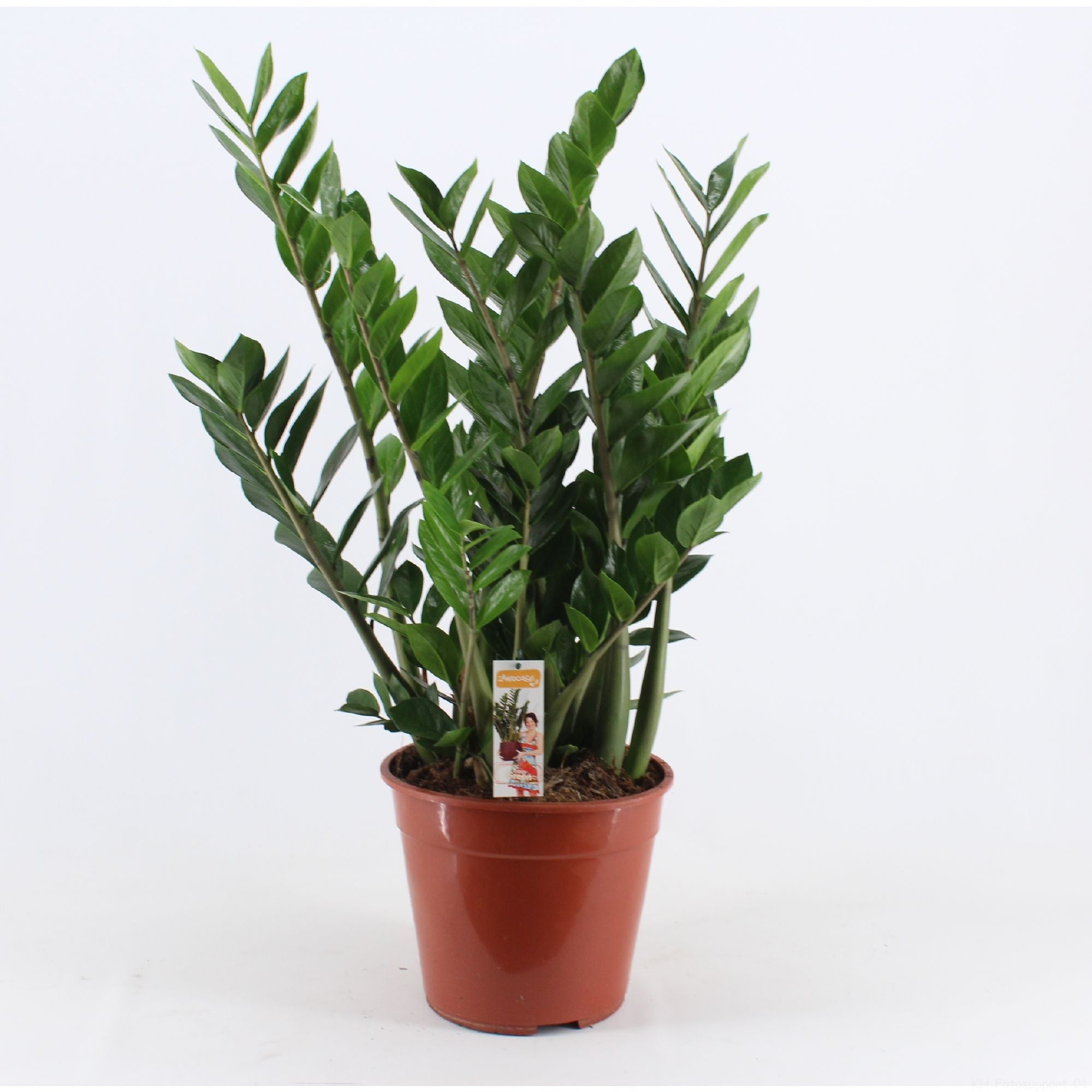 Glücksfeder - Zamioculcas zamiifolia