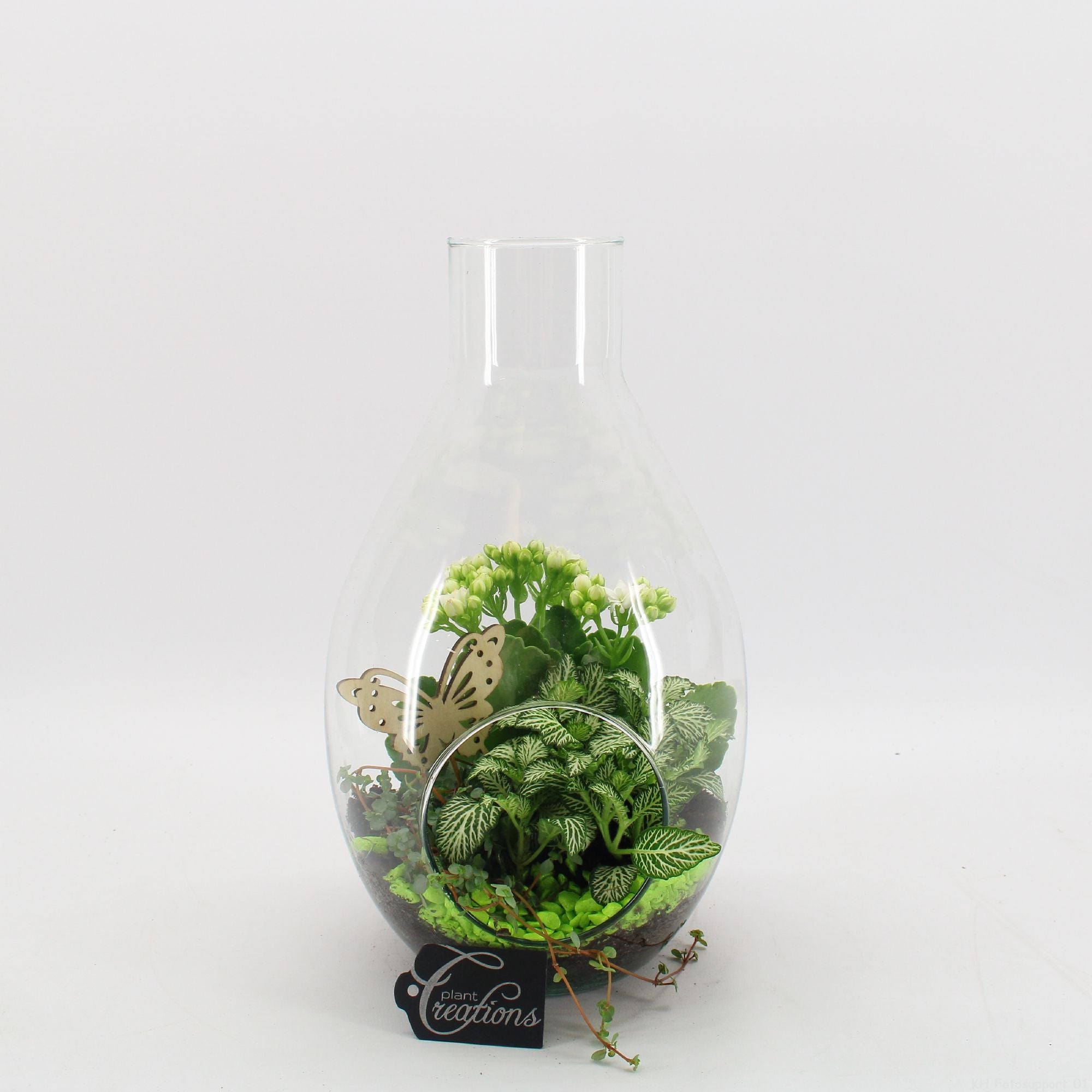 BACR-2505OR Basic fundamentals terrarium