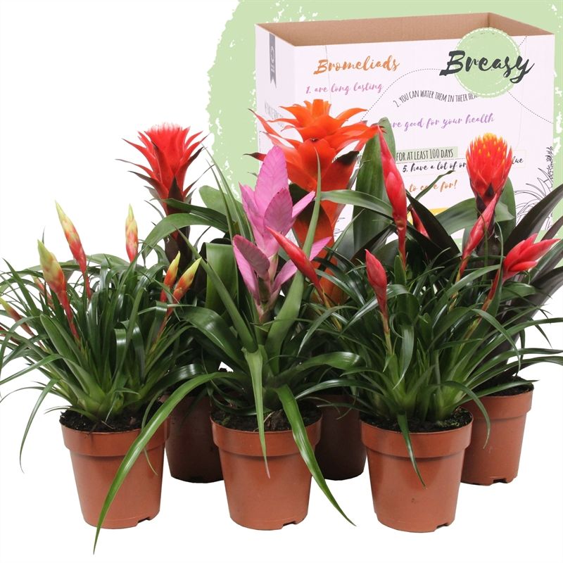 Vriesea - Bromelia