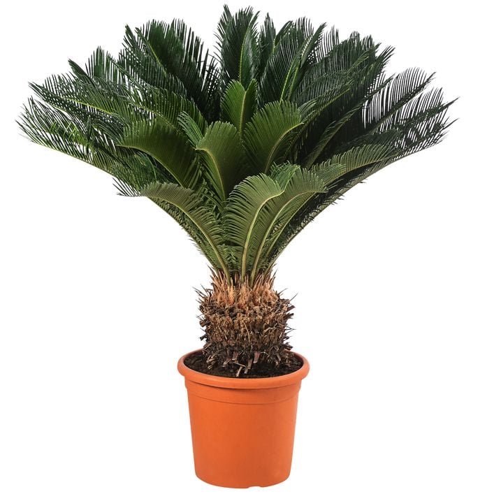 Sagopalmfarn - Cycas revoluta