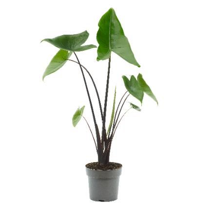 Pfeilblatt - Alocasia Black Zebrina