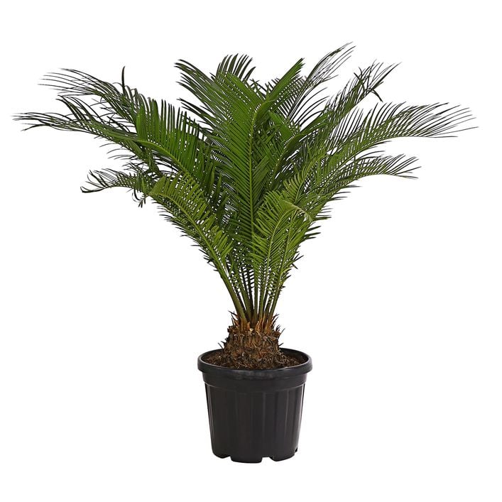 Sagopalmfarn - Cycas revoluta