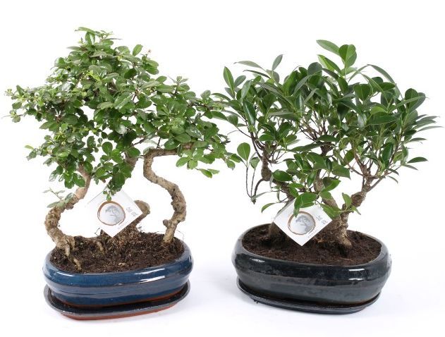 Bonsai Mix Forest