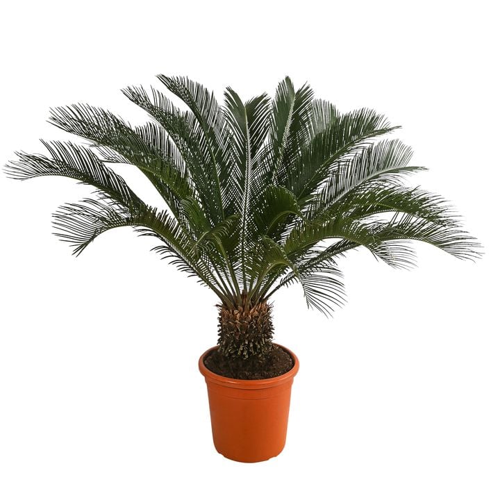 Sagopalmfarn - Cycas revoluta