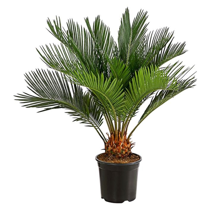 Sagopalmfarn - Cycas revoluta