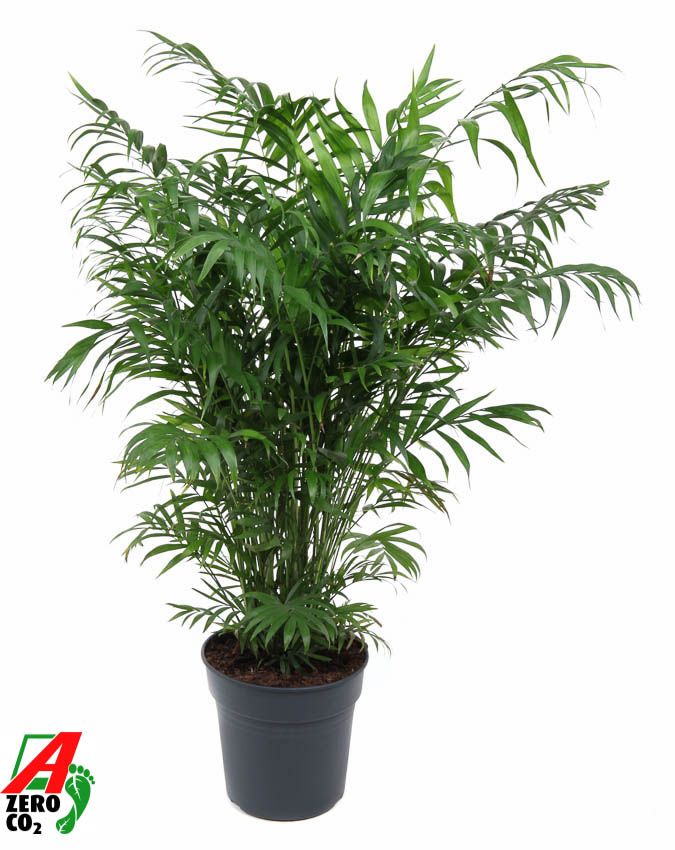 Bergpalme - Chamaedorea Elegans