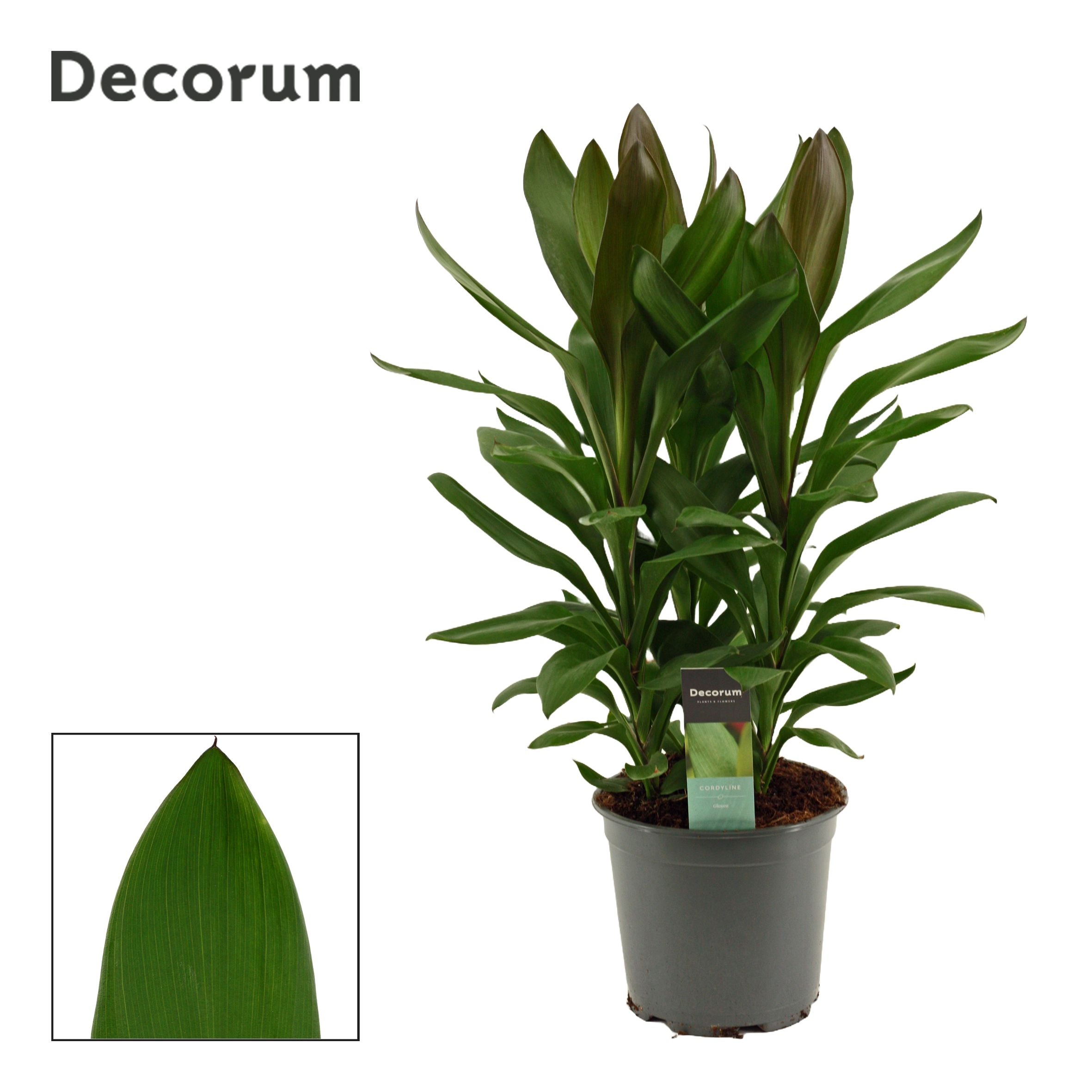 Keulenlilie - Cordyline Glauca