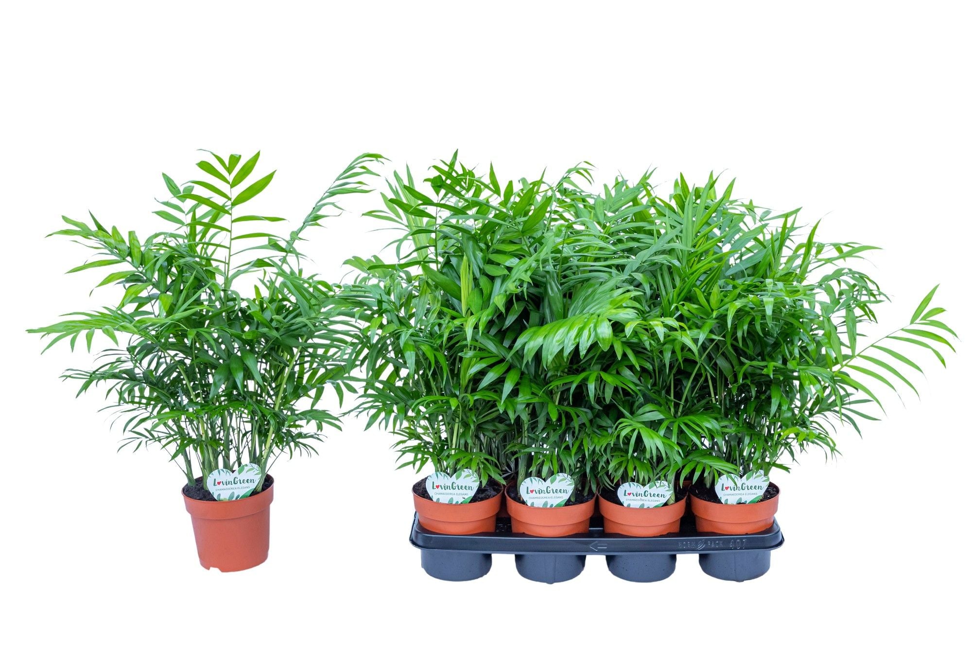 Bergpalme - Chamaedorea Elegans