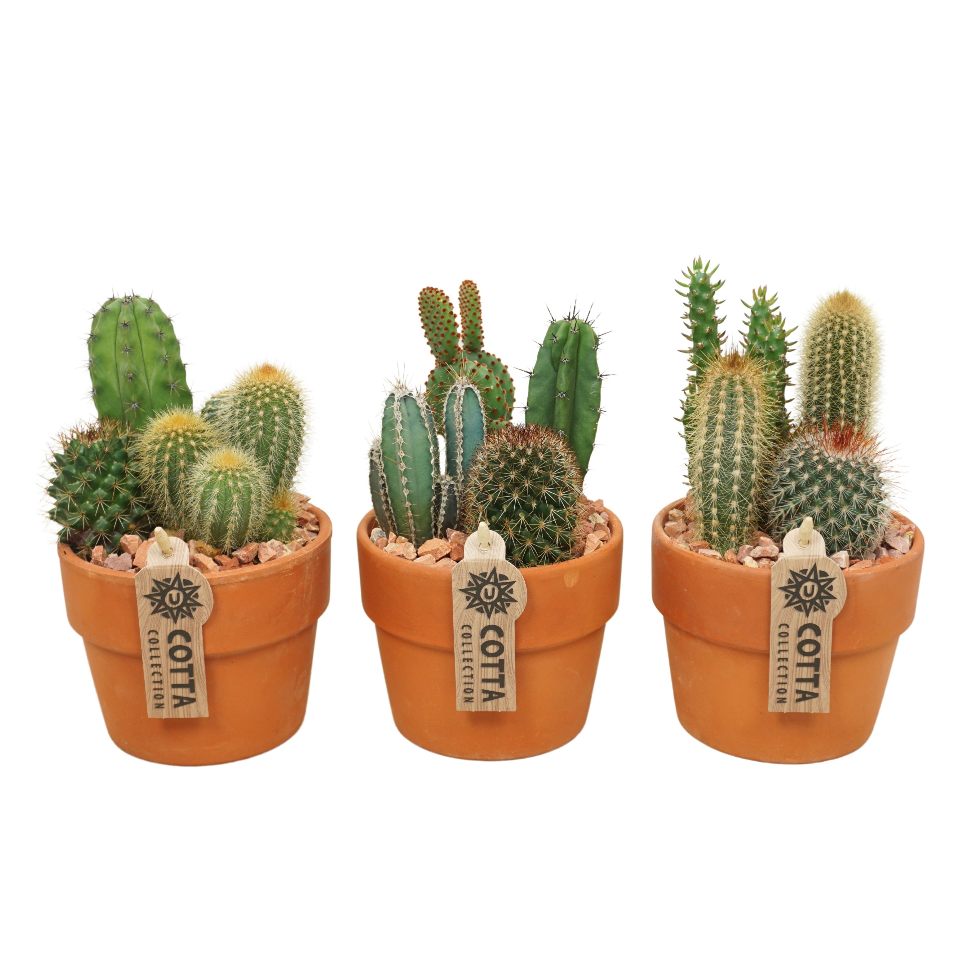 Kakteen-Arrangement im 10 cm großen „Terracotta Kraagpot“