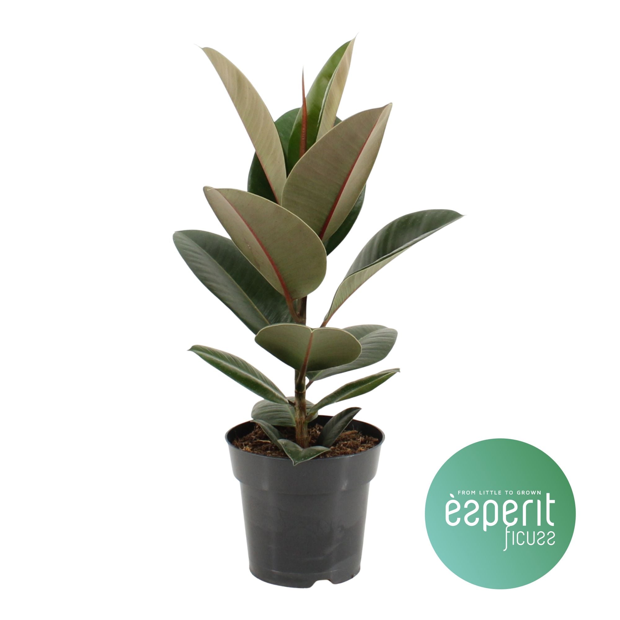 Gummibaum - Ficus Elastica Robusta