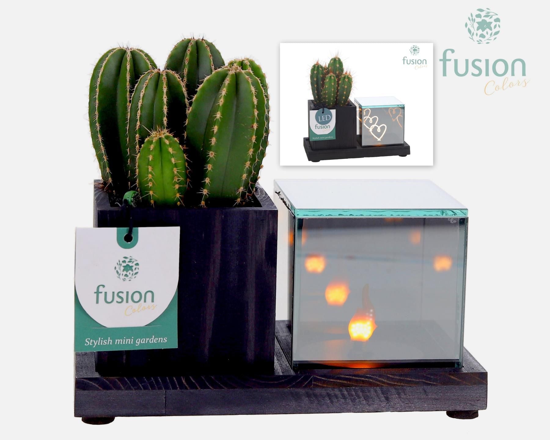 FC-23.1324FDH Elegant Holz LED mit Kakteen