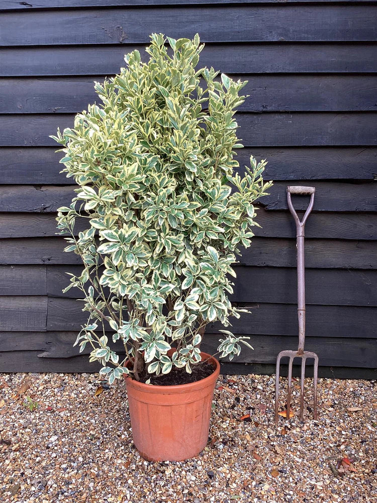 Euonymus Japonicus 'Bravo'
