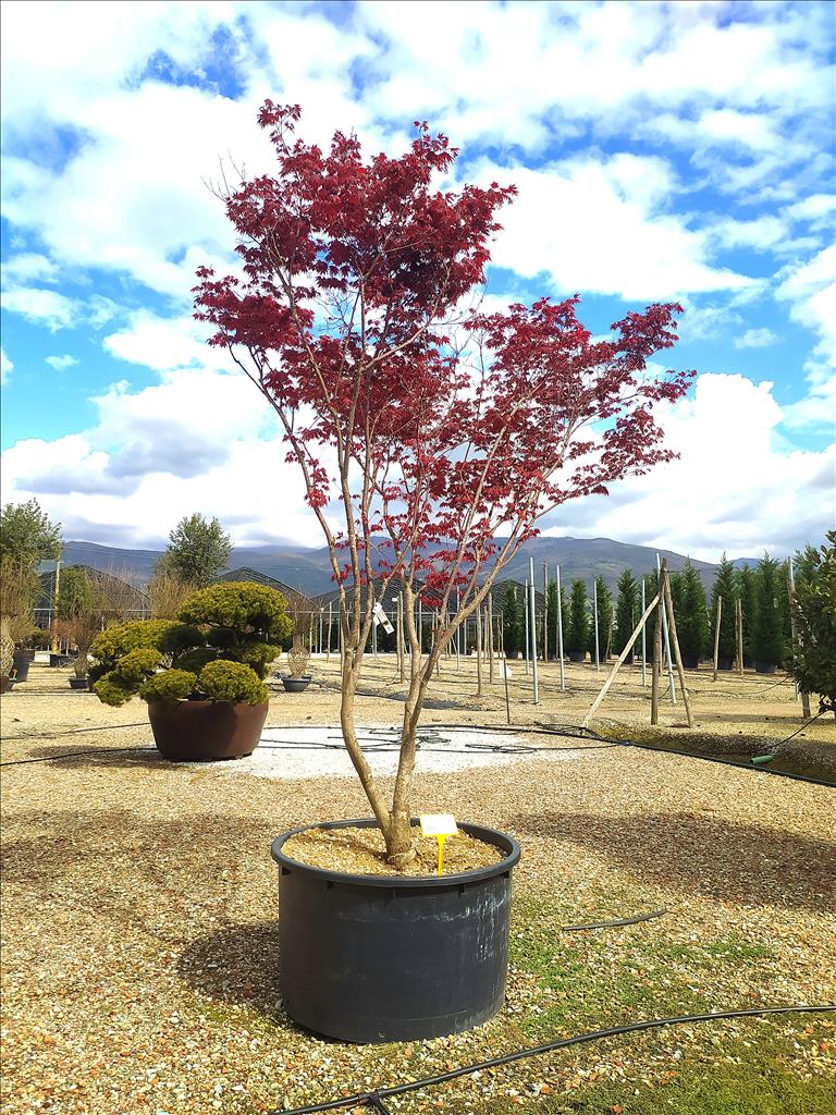 Acer Palmatum Blood Good