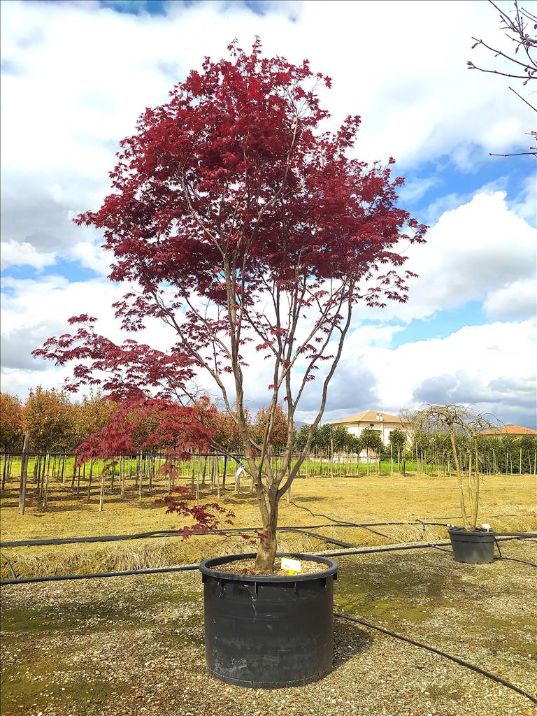Acer Palmatum Blood Good