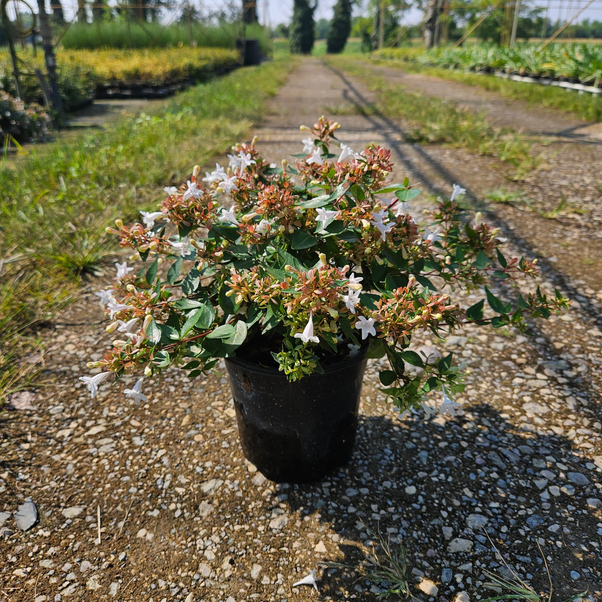 Abelia - Grandiflora Prostrata