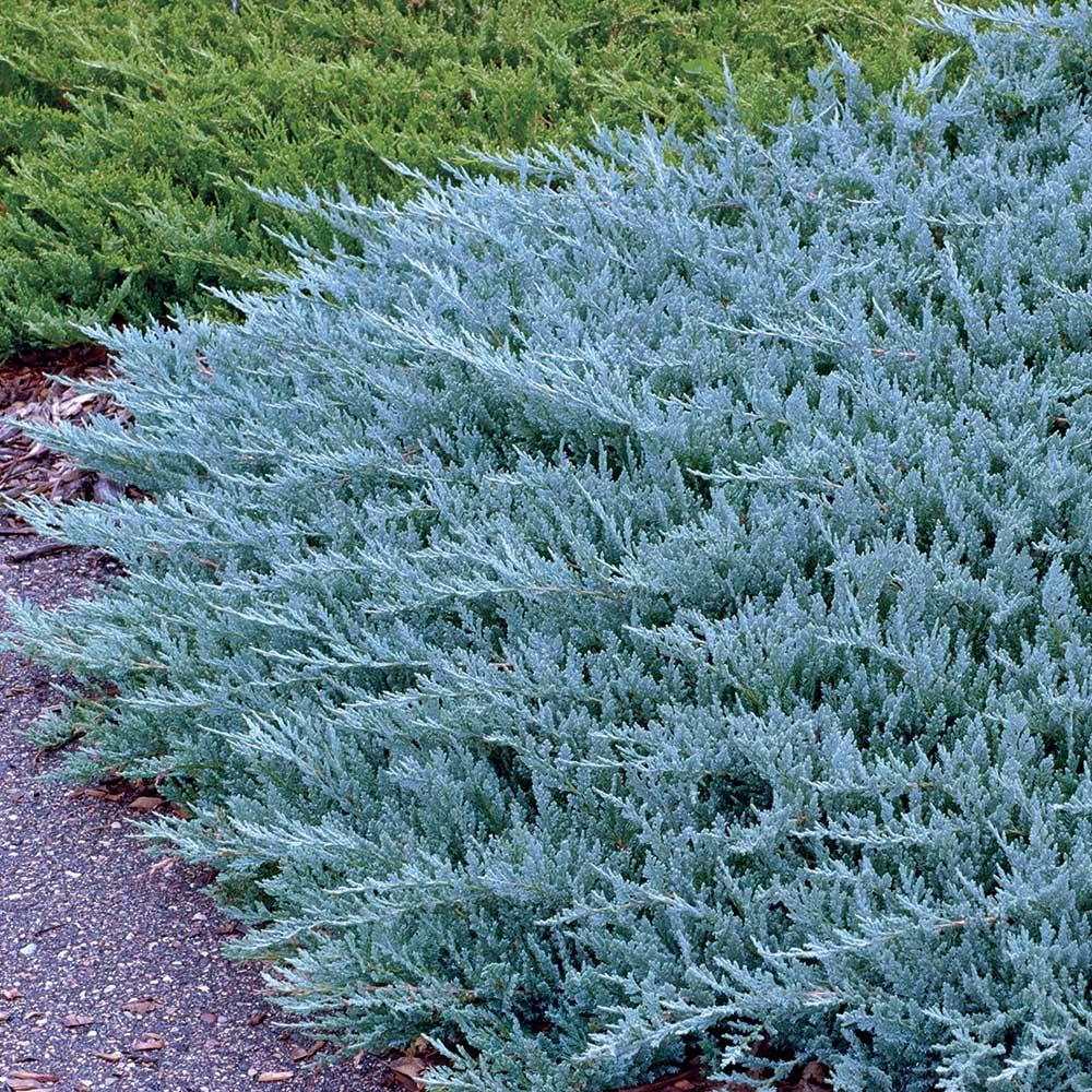 Juniperus Horizontalis 'Blue Chip