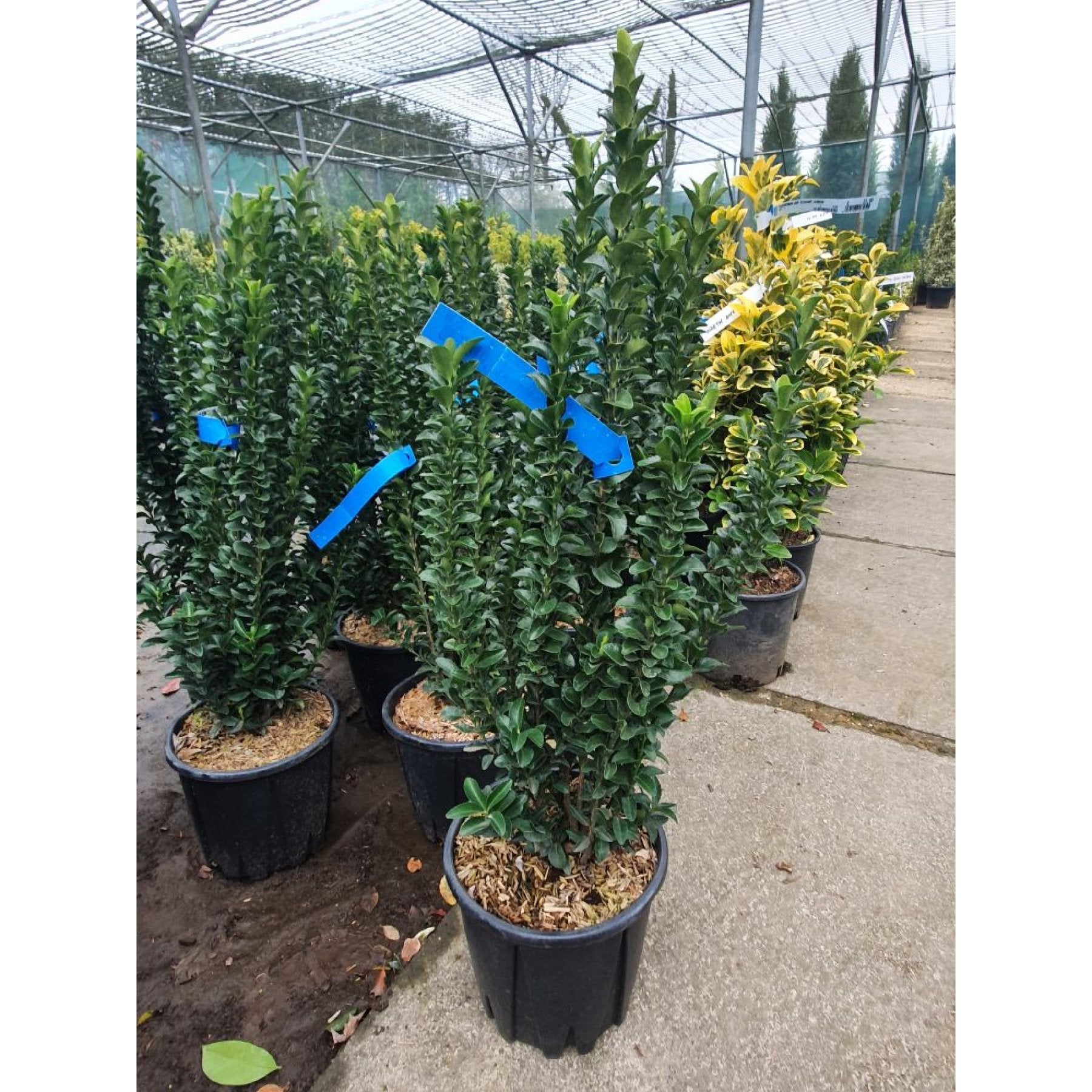 Euonymus Japonicus ‘Benkomasaki’