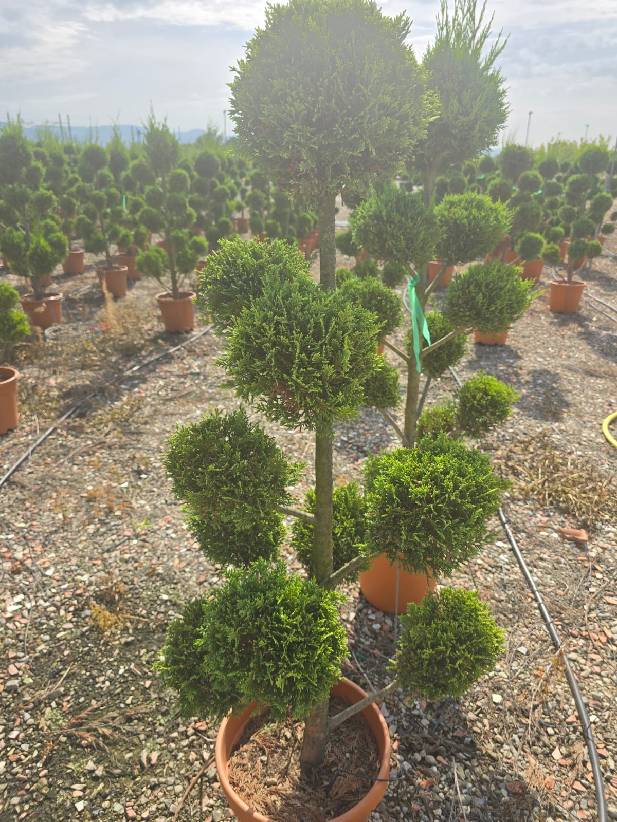 Cuprocyparis Leylandii