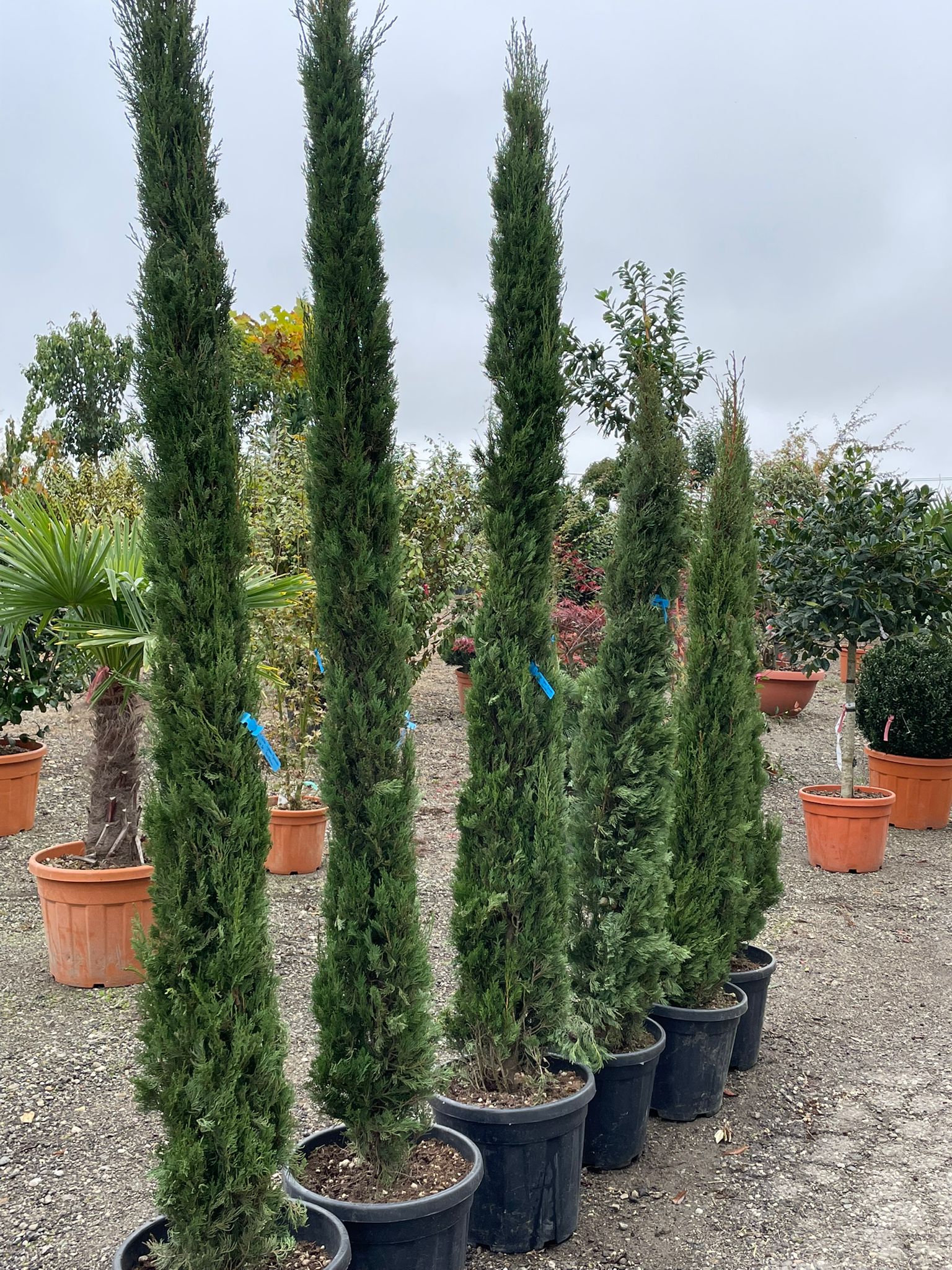 Cupressus Sempervirens