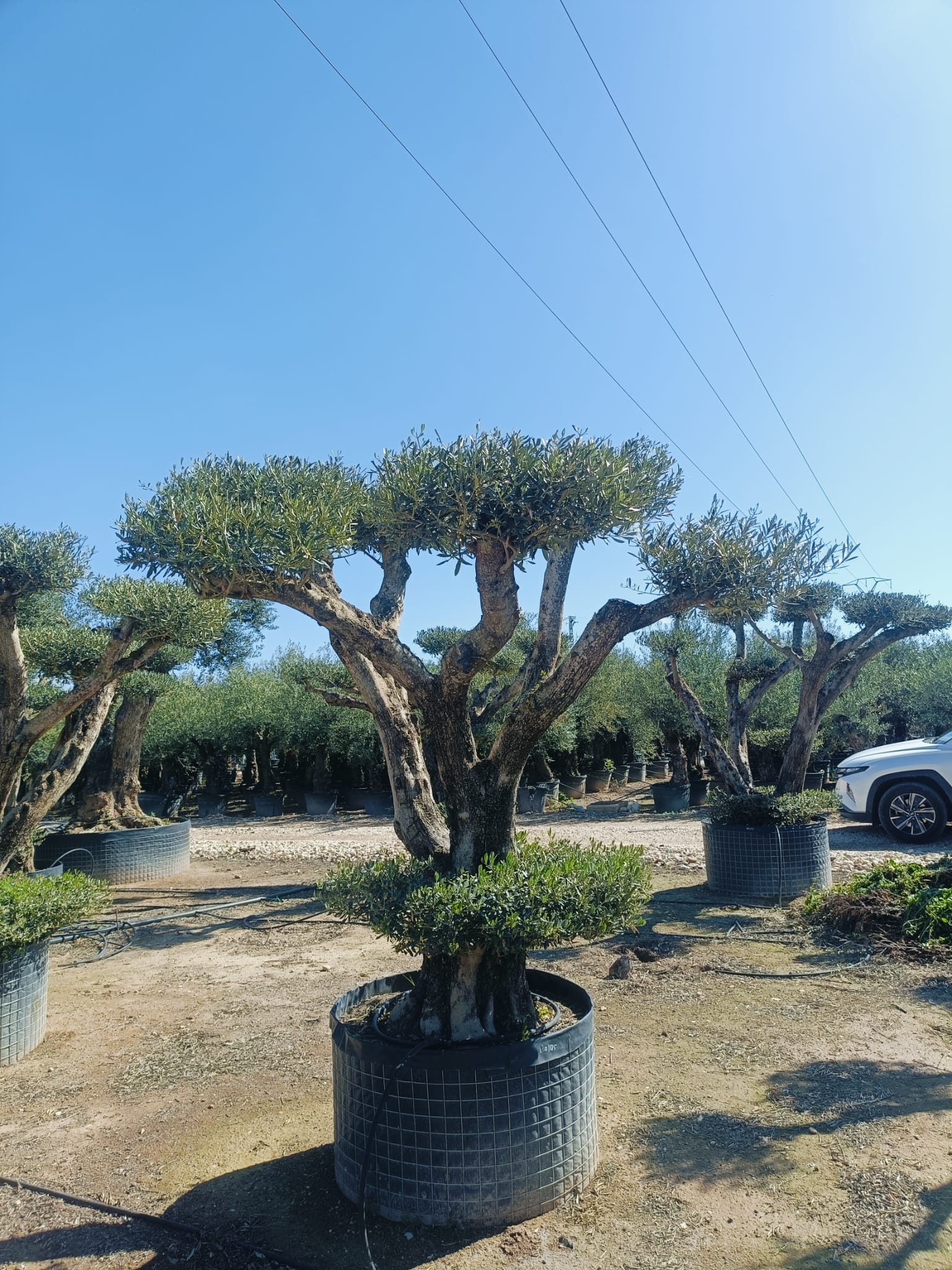Olea Europaea (Price on request)