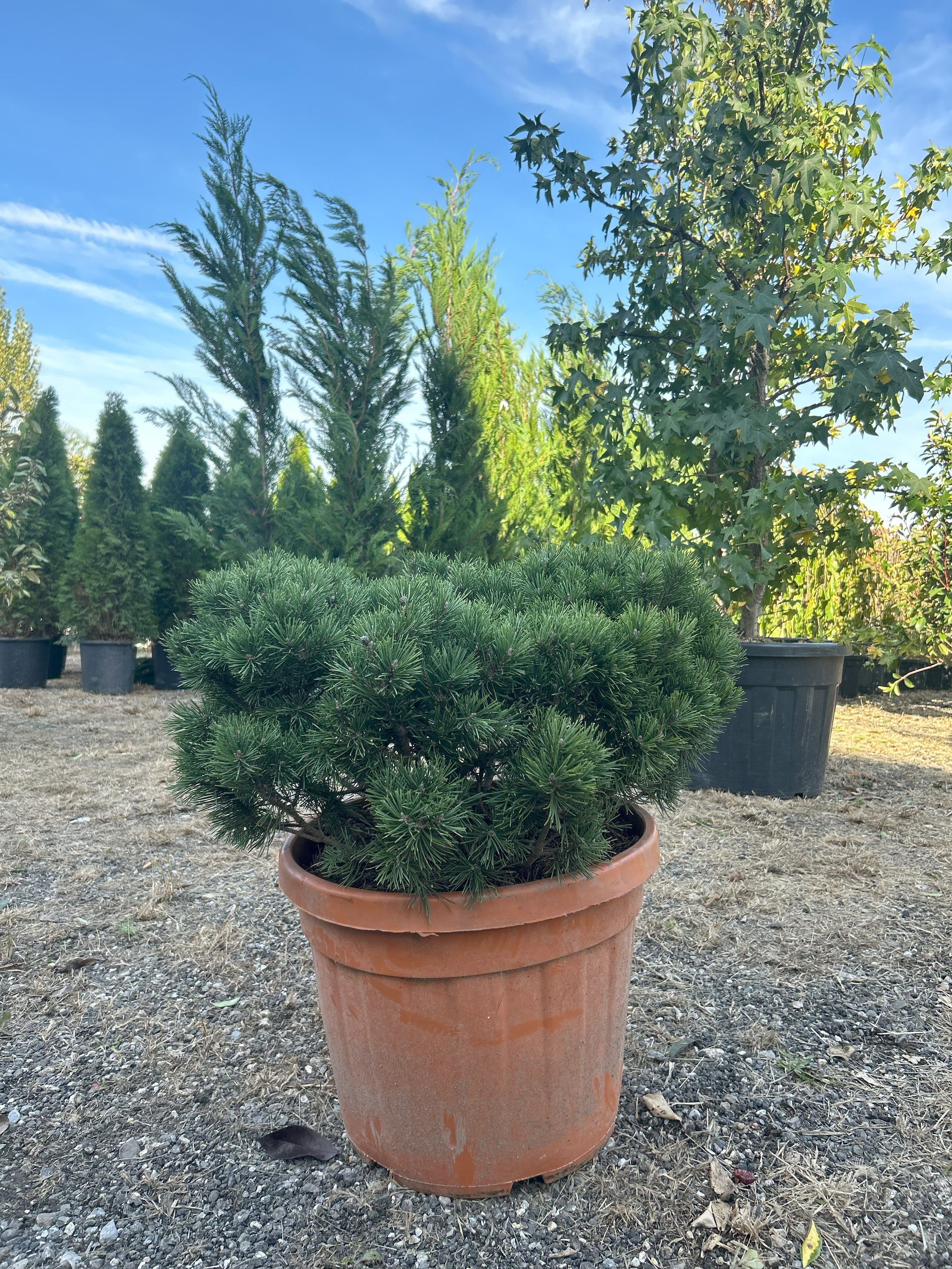 Pinus Mugo ‘Mughus’