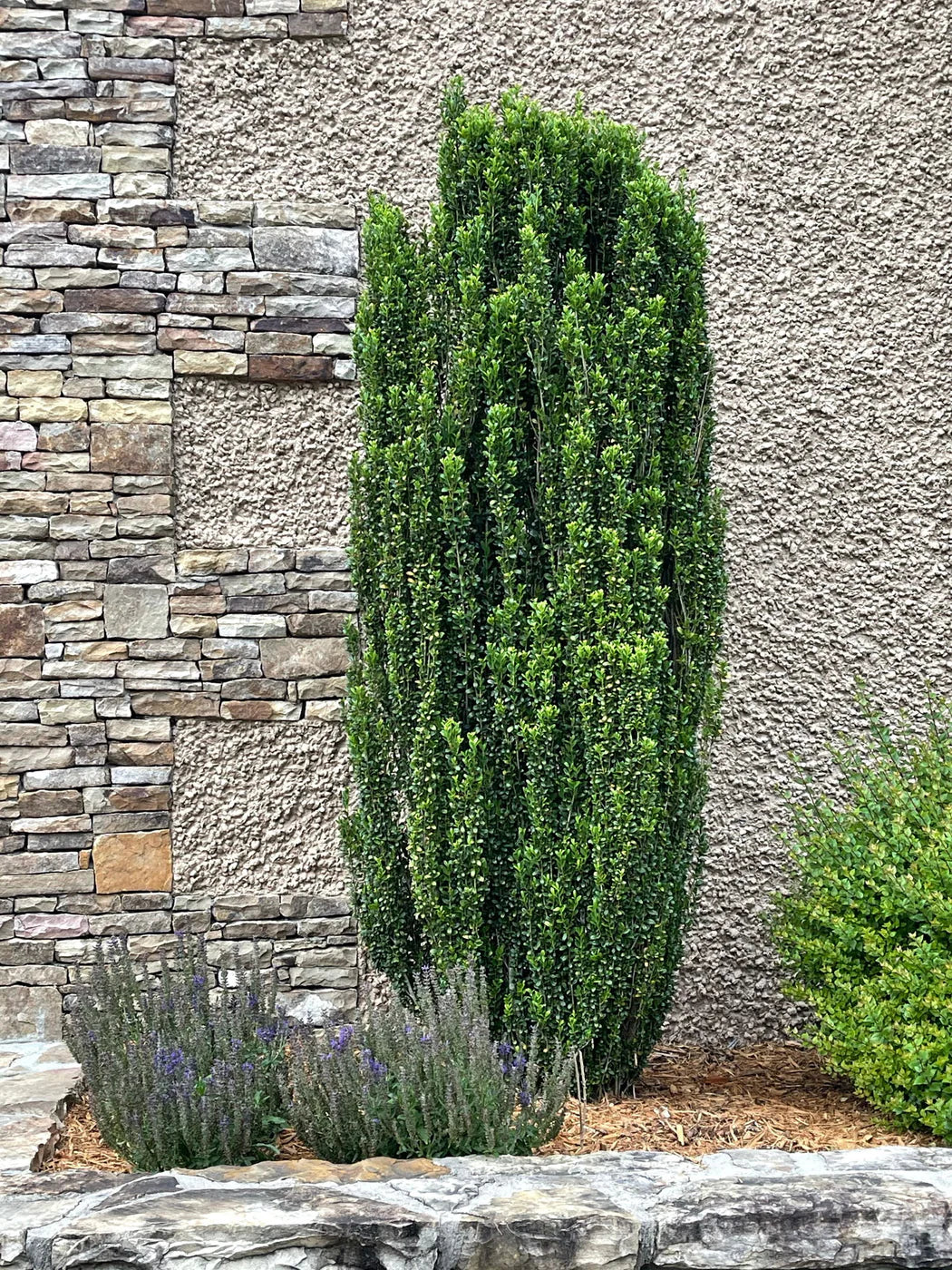 Ilex Crenata ‘Convexa’