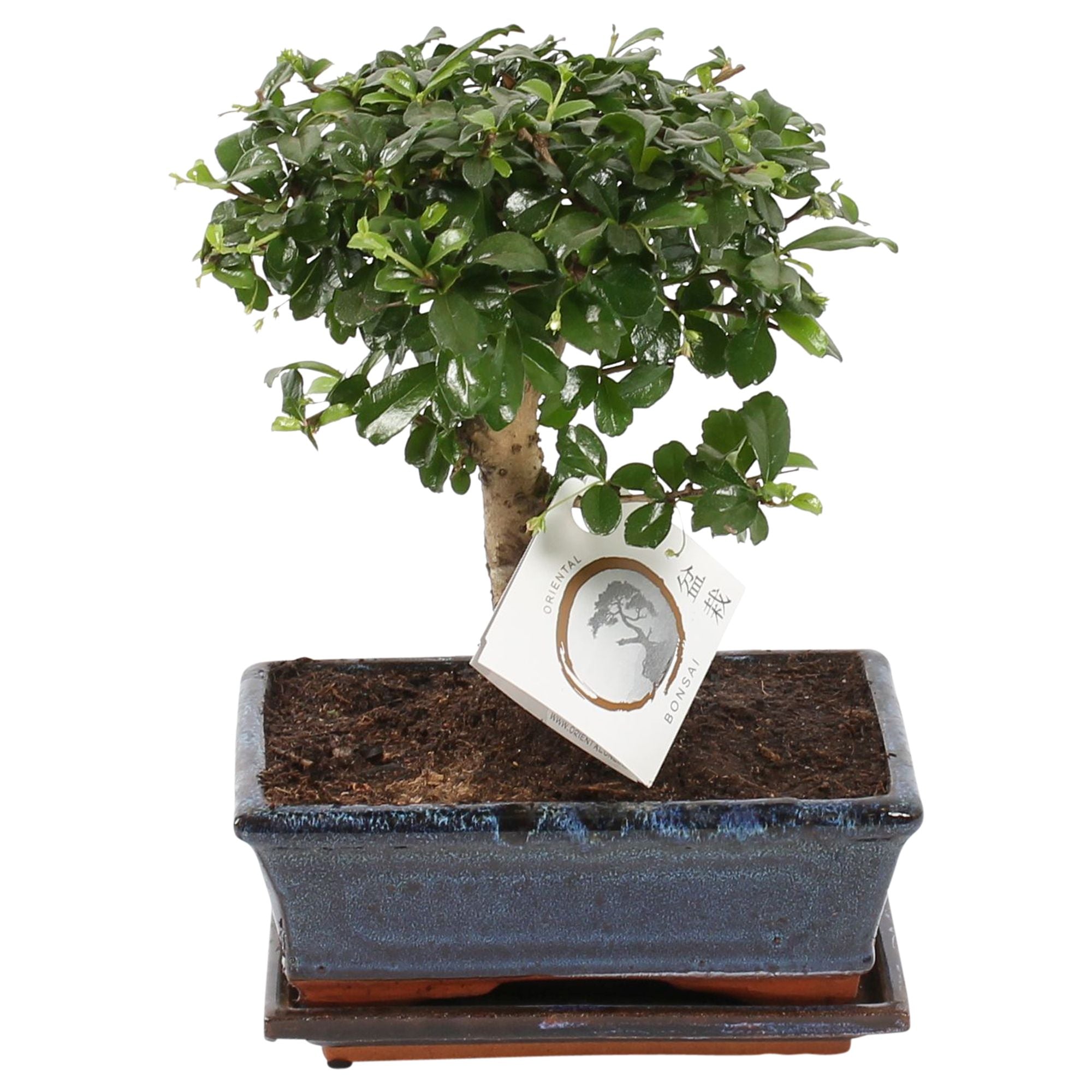 Bonsai Fukientee - Carmona Macrophylla