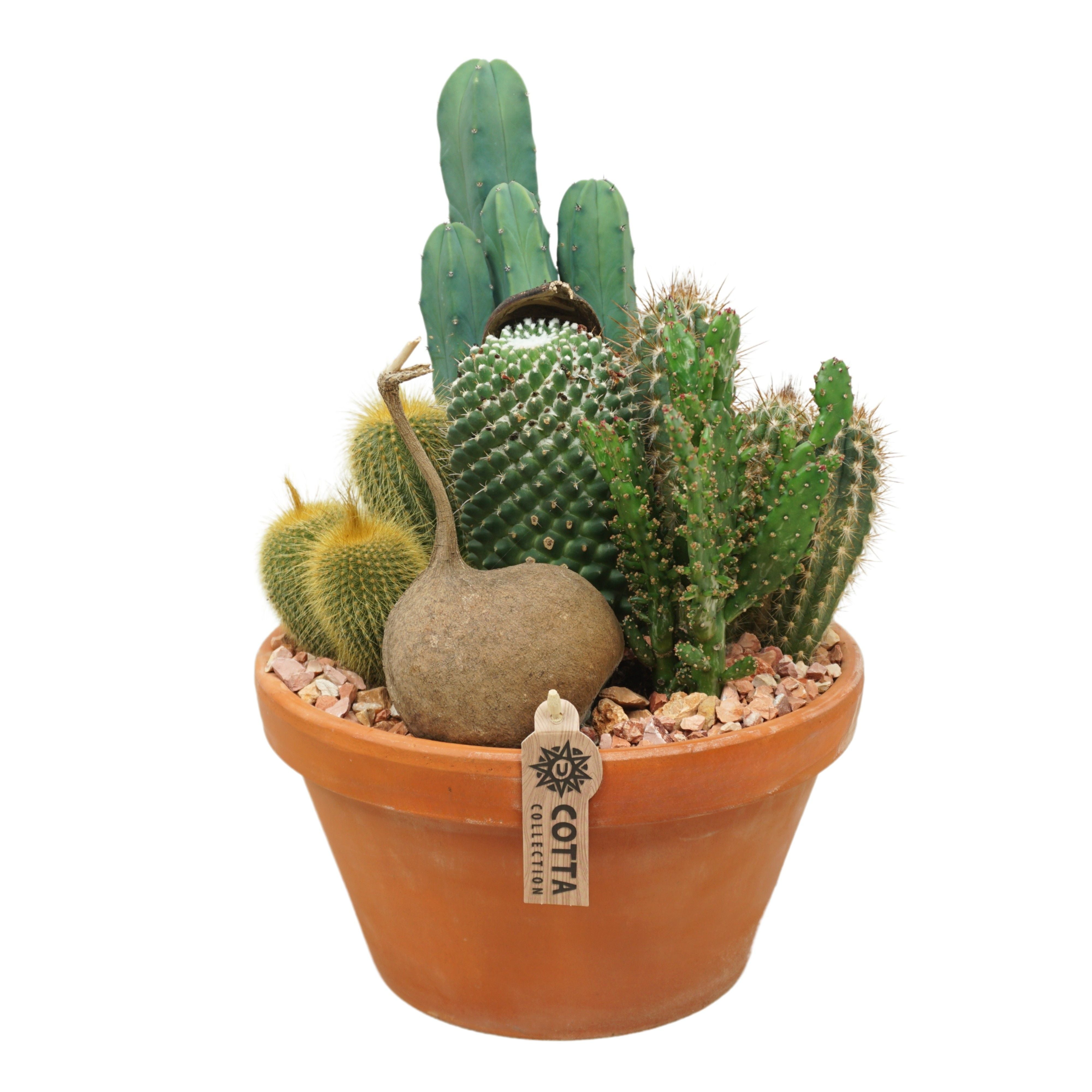Cactus arrangement in 27 cm `Terracotta Schaal`