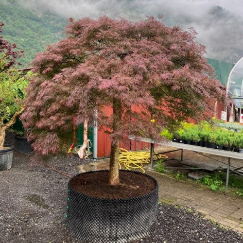 Acer Palmatum Dissectum Inabashidare