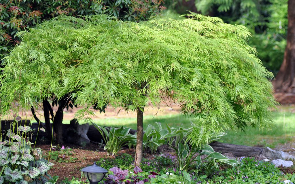 Acer palmatum dissectum viridis