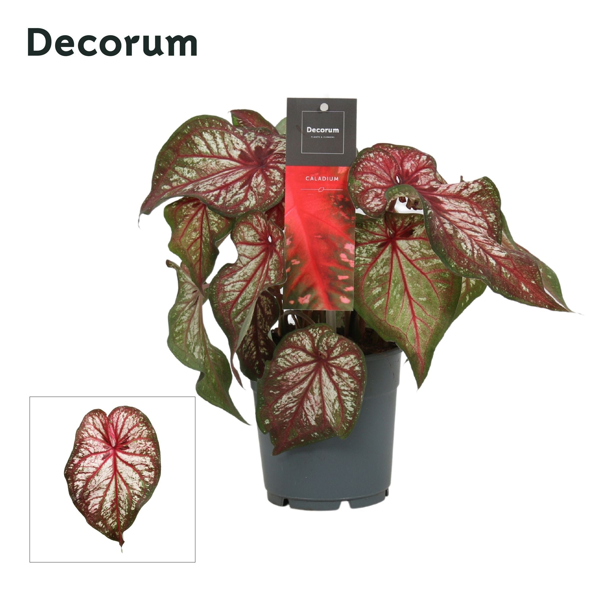 Mini Buntwurz - Caladium Bicolor