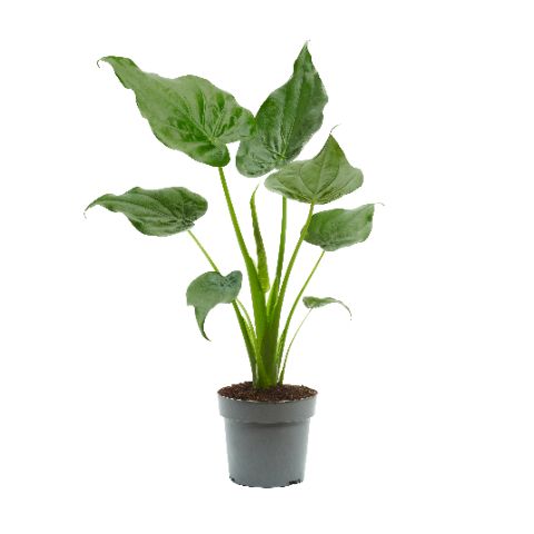 Pfeilblatt - Alocasia Cucullata