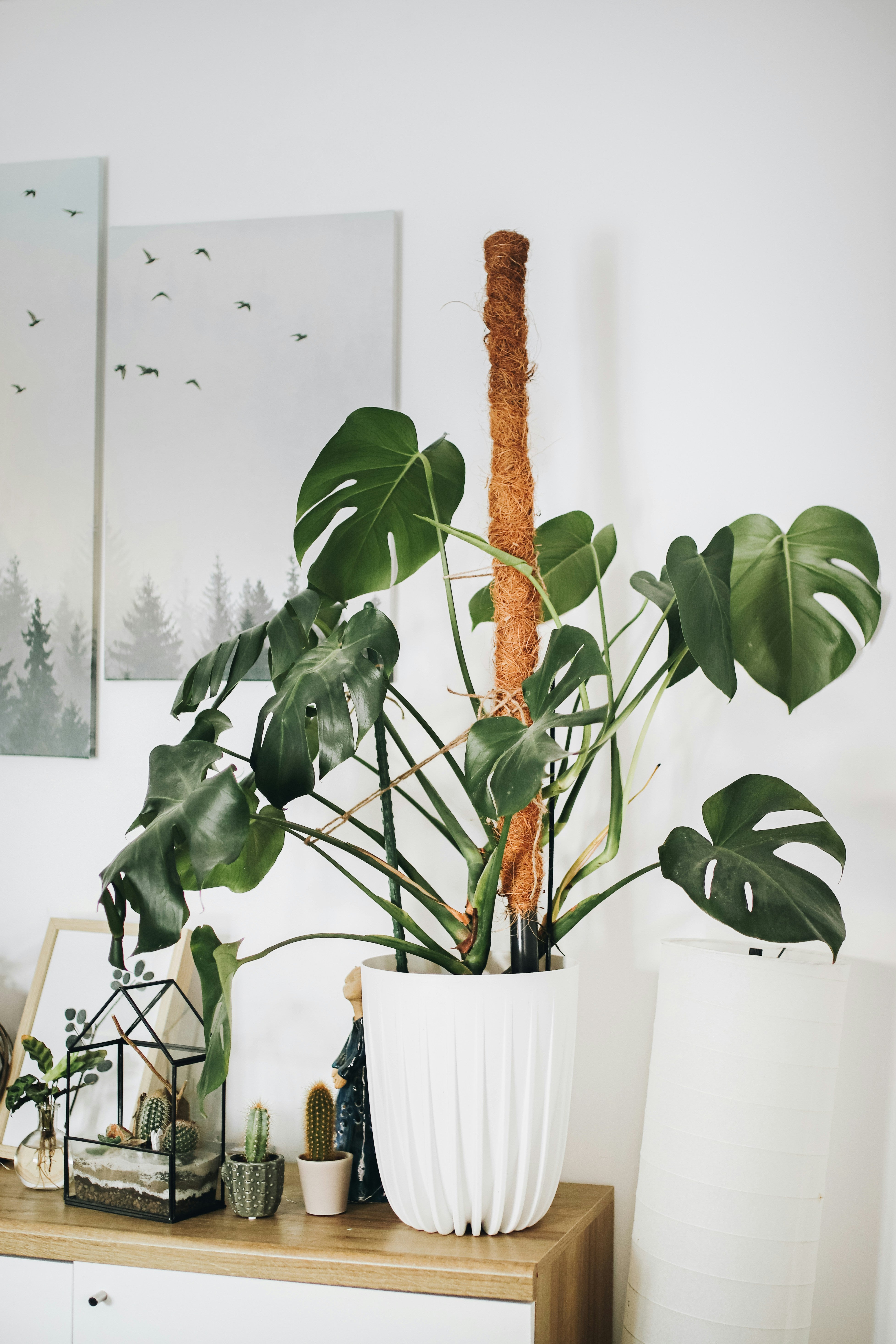 Fensterblatt - Monstera Deliciosa