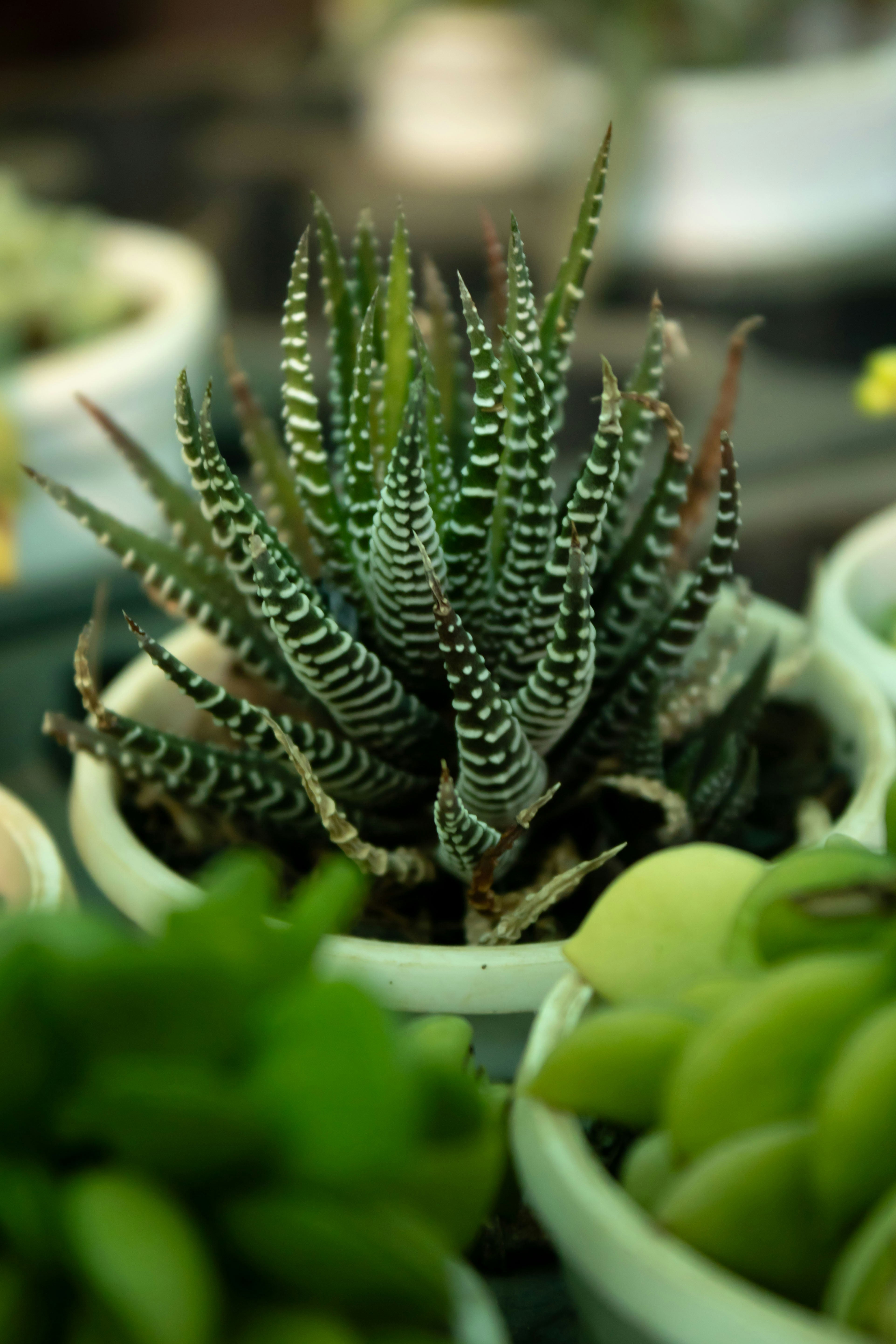 Haworthie ( Haworthia Royal Albert )