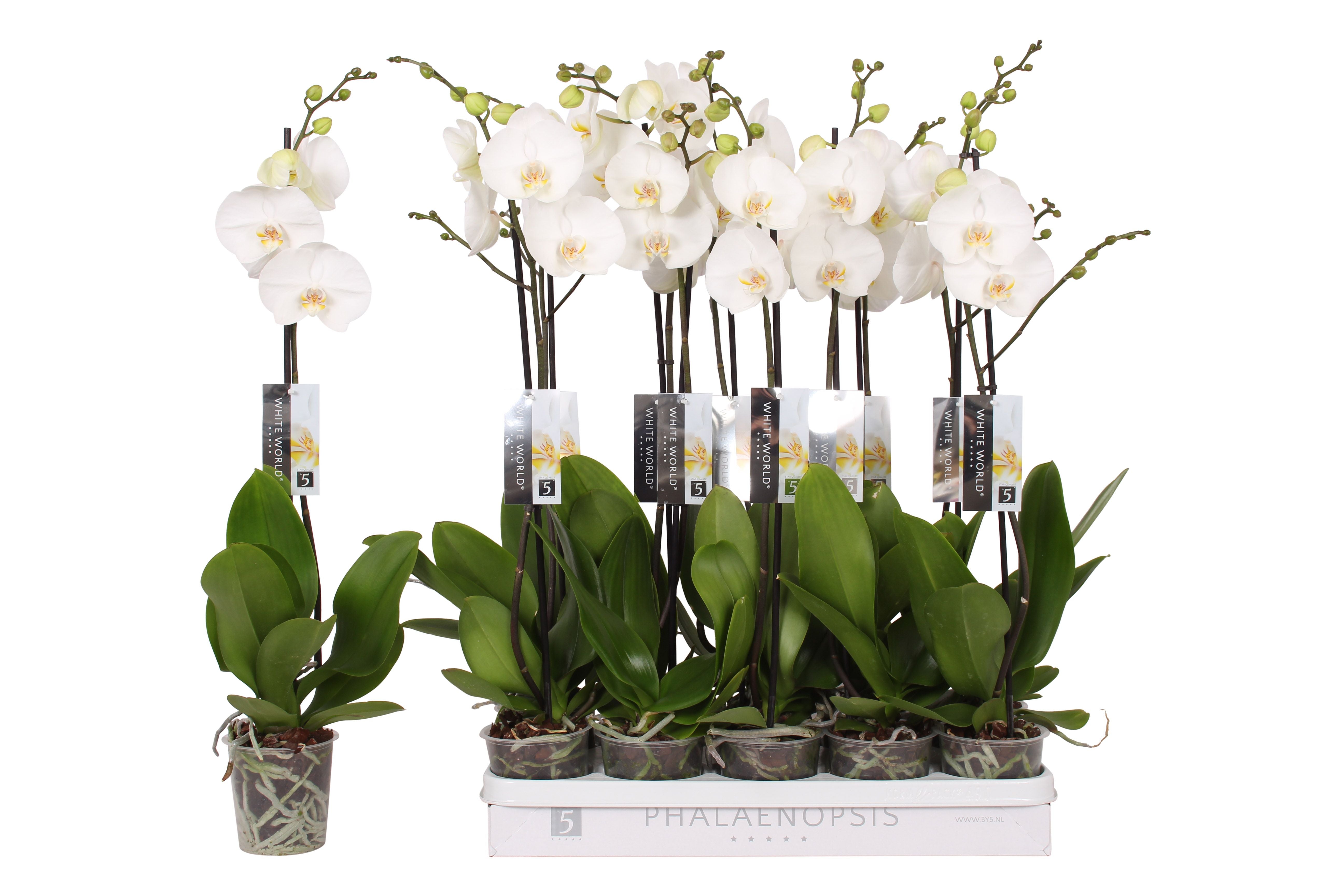 Schmetterlingsorchidee - Phalaenopsis ( Orchid ) White World 1 Branches
