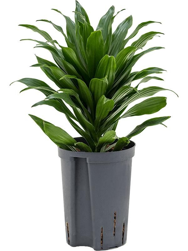 Drachenbaum - Dracaena Fragrans Compacta