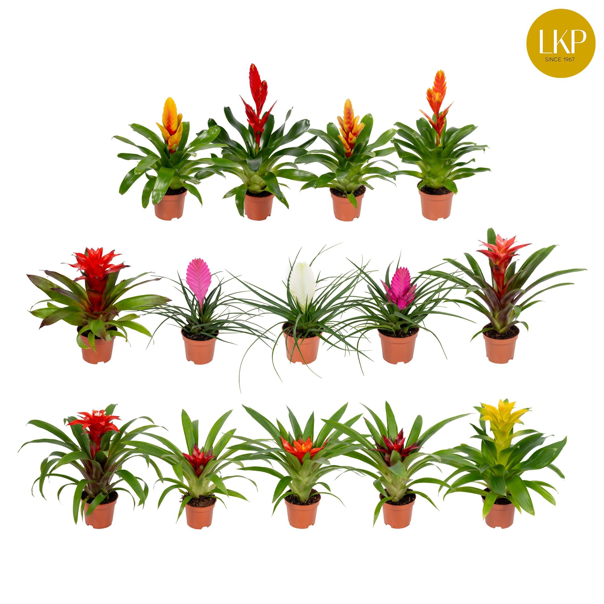 Vriesea - Bromelia