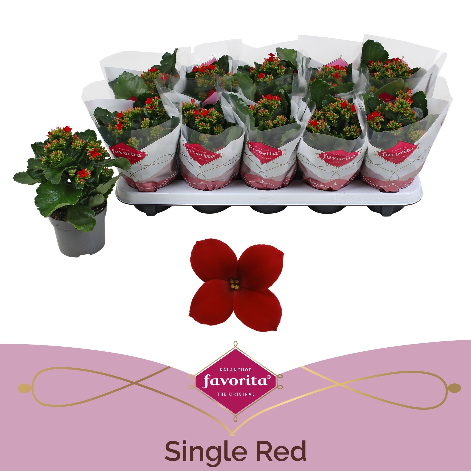 Kalanchoe Favorita Red